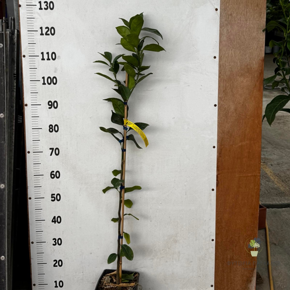 Πορτοκαλιά New Hall (Citrus sinensis) | Πρώιμη Ομφαλοφόρος Ποικιλία - 3 lt